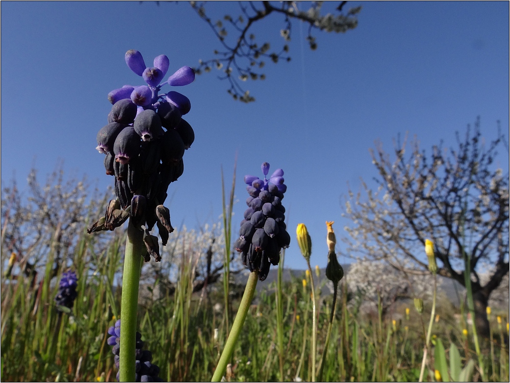 Muscari négligé au pied du Mont Ventoux