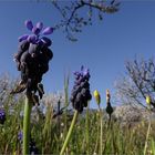 Muscari négligé au pied du Mont Ventoux