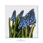 Muscari - noch blühen sie erst auf der Loggia...