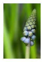 Muscari - noch nicht erblüht