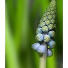 Muscari - noch nicht erblüht