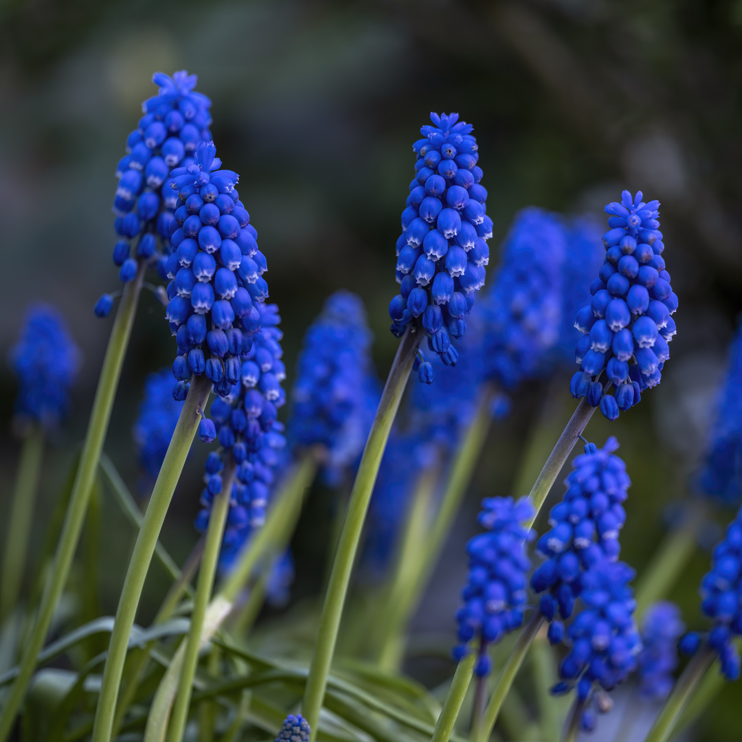 Muscari oder Murine Hyazinthe