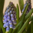 Muscari ohne Textur ....