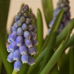 Muscari ohne Textur ....