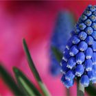 Muscari Pop