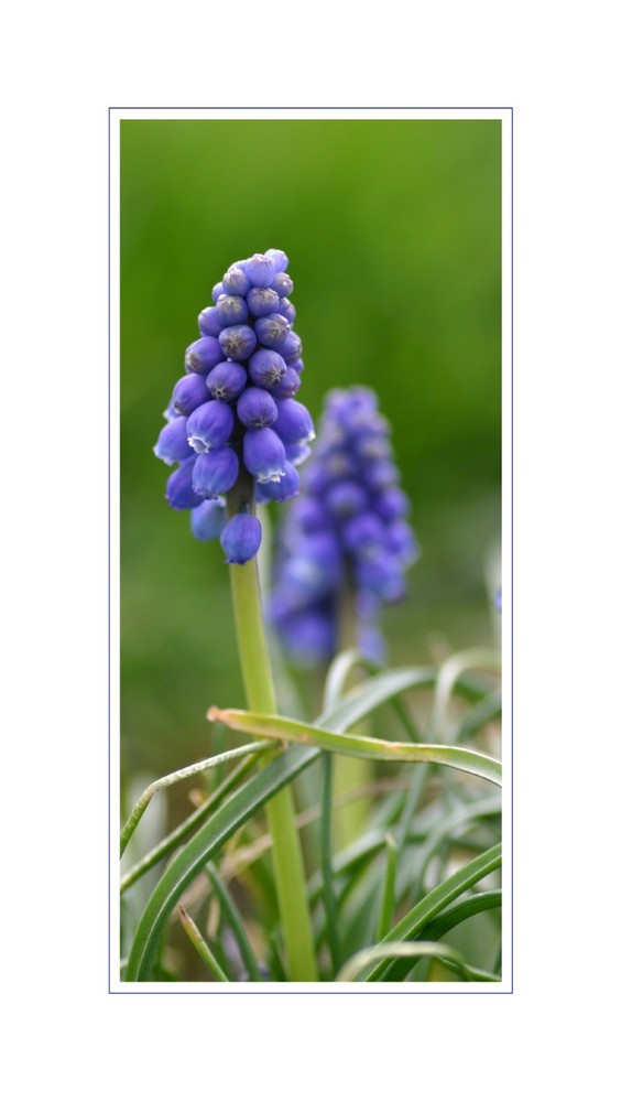 Muscari sur fond printanier