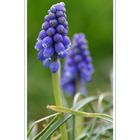 Muscari sur fond printanier