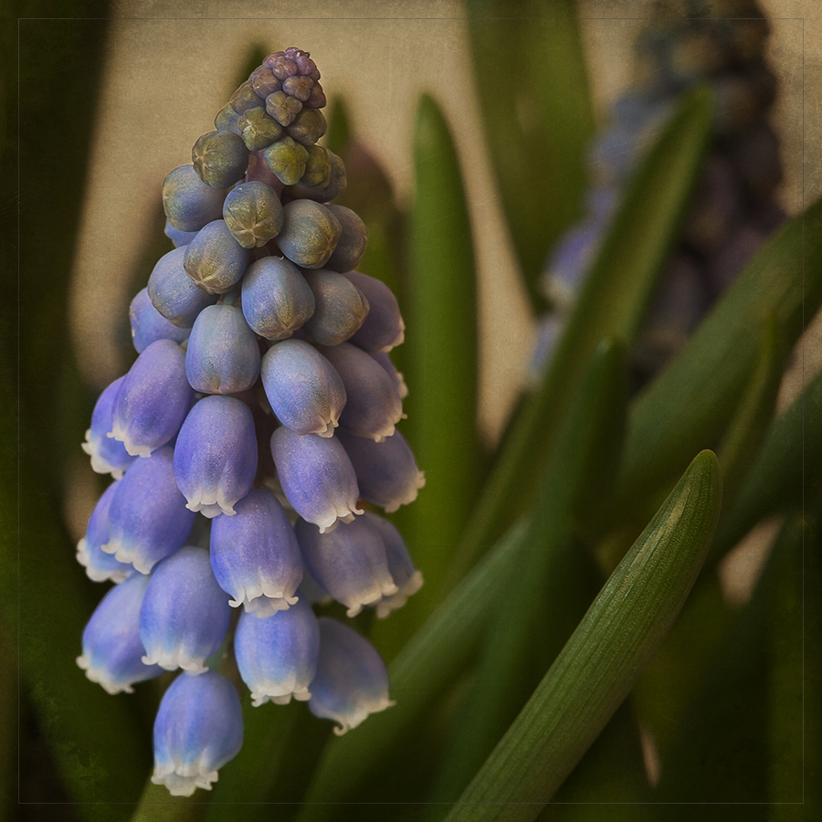 Muscari, Traubenhyazinthe,