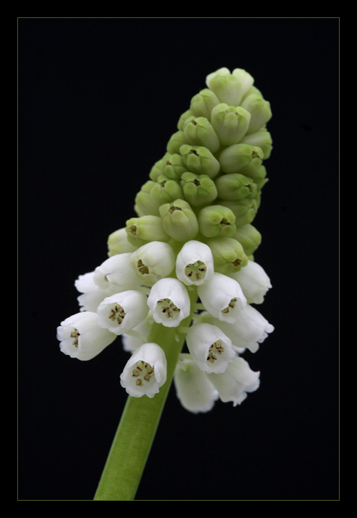 Muscari (Traubenhyazinthe)