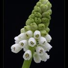 Muscari (Traubenhyazinthe)