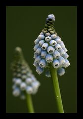 Muscari (Traubenhyazinthe)