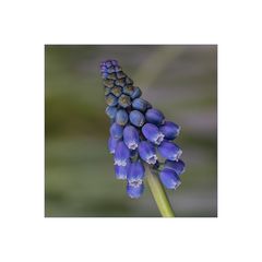 Muscari - Traubenhyazinthe...