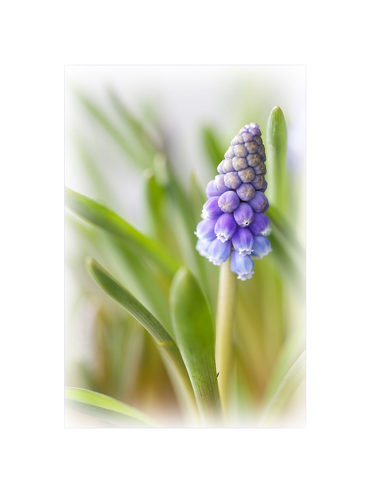 Muscari - Traubenhyazinthe von Ursula Zürcher 