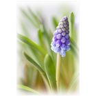 Muscari - Traubenhyazinthe