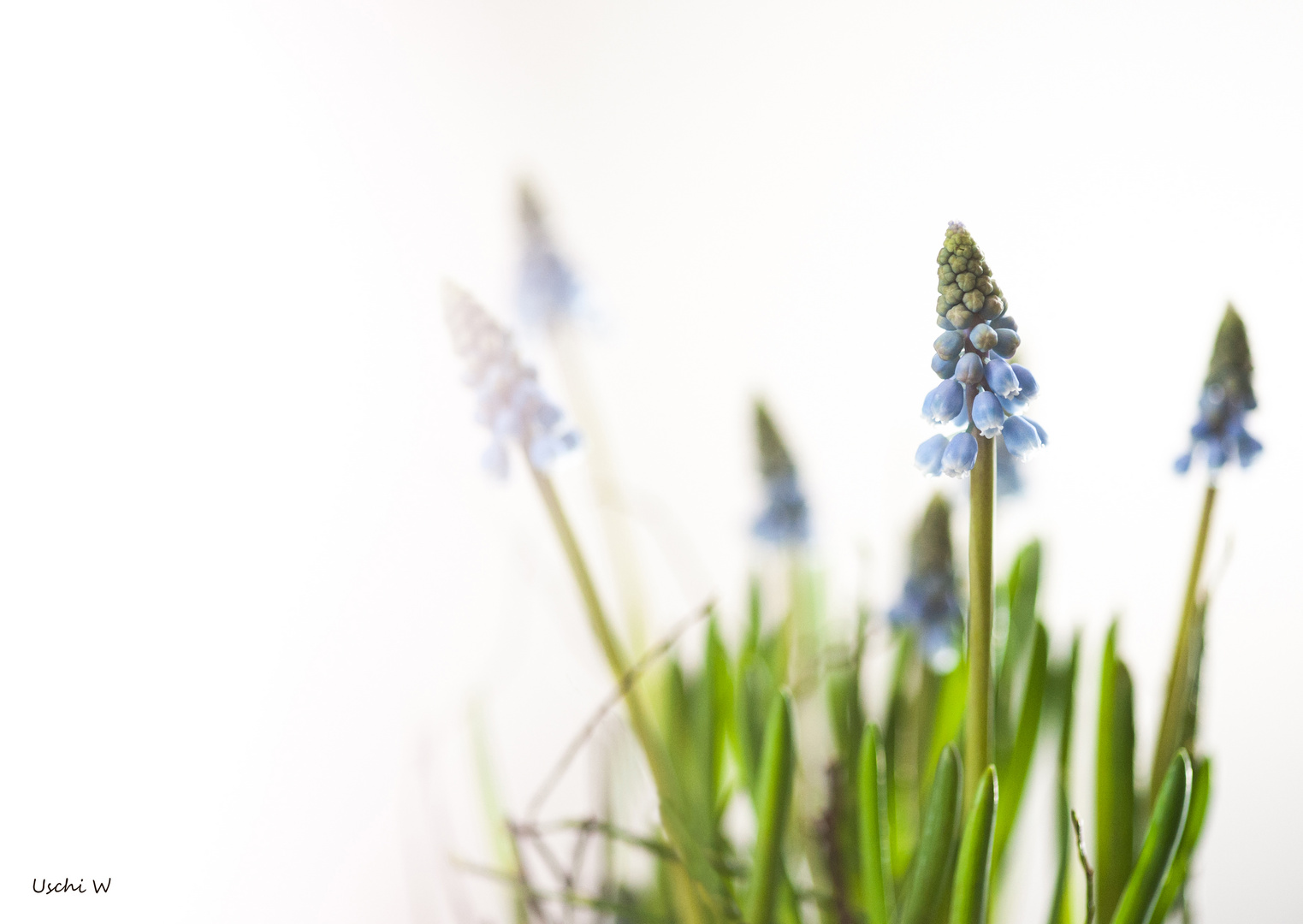 Muscari - Traubenhyazinthe