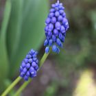 Muscari - Traubenhyazinthe