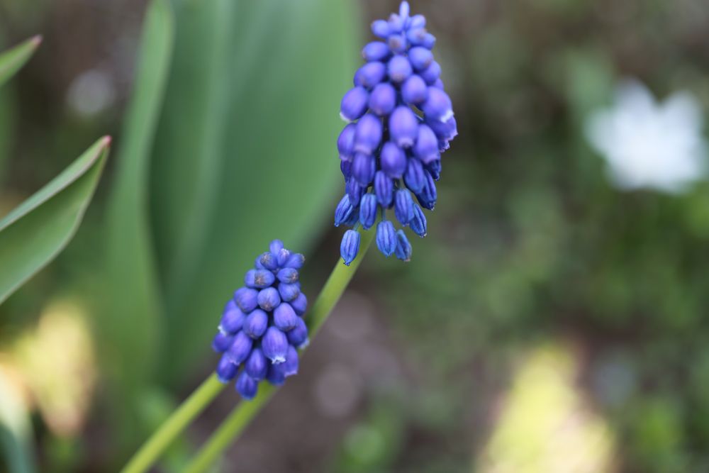 Muscari - Traubenhyazinthe