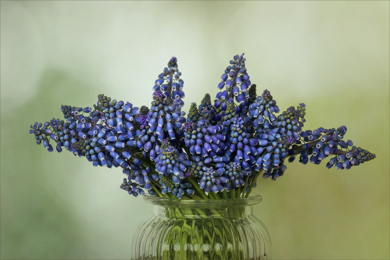 Muscari - Traubenhyazinthen...