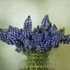 Muscari - Traubenhyazinthen...