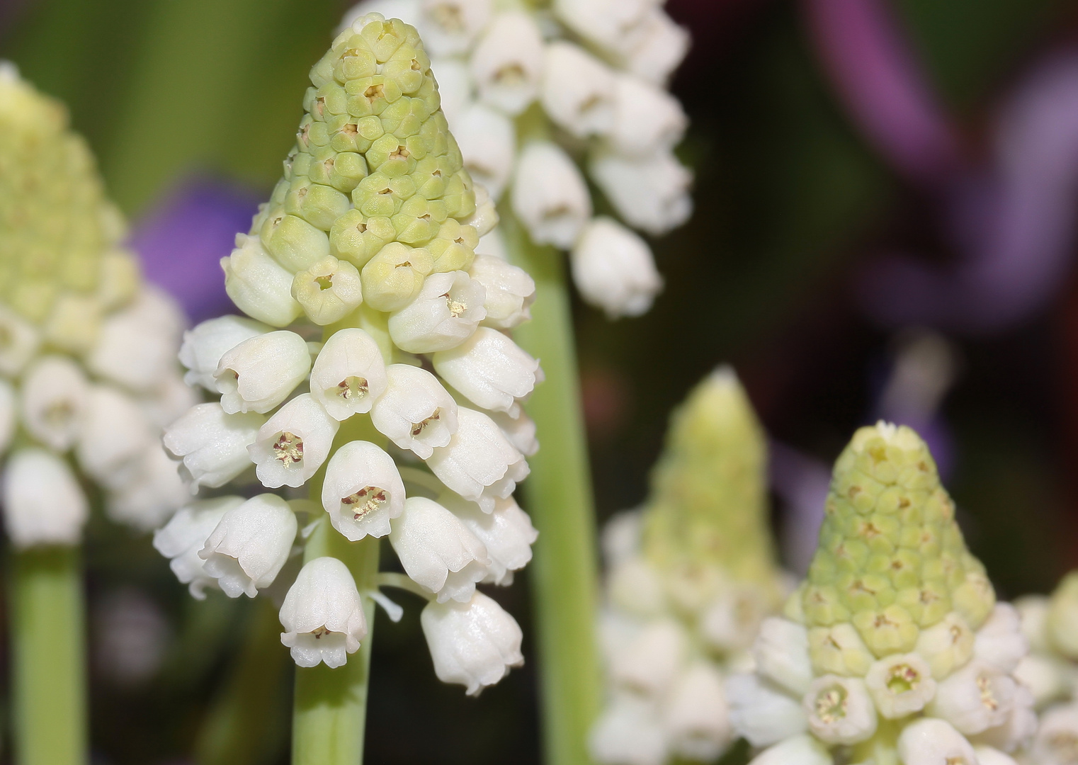 Muscari - Traubenhyazinthen