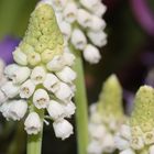 Muscari - Traubenhyazinthen