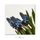 Muscari - Traubenhyazinthen....