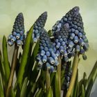 Muscari - Traubenhyazinthen....