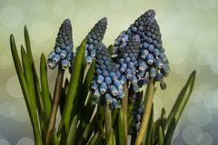 Muscari - Traubenhyazinthen....