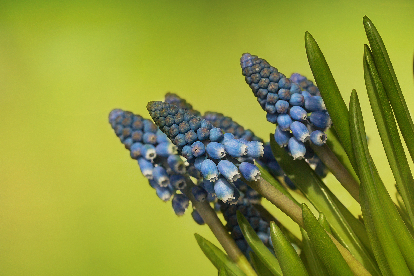 Muscari - Traubenhyazinthen...