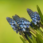 Muscari - Traubenhyazinthen...