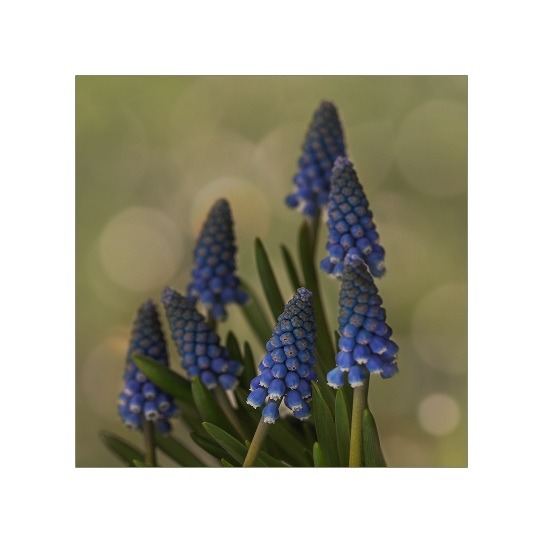 Muscari - Traubenhyazinthen...