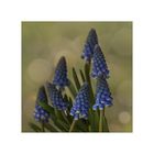 Muscari - Traubenhyazinthen...