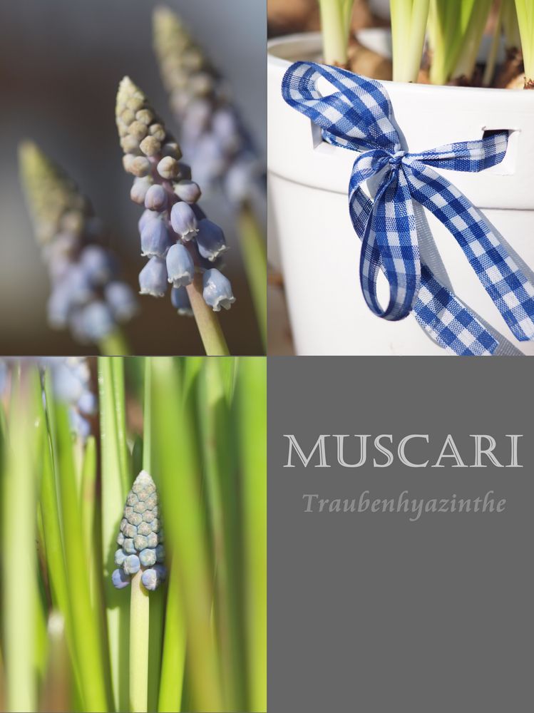 MUSCARI - Traubenhyazinthen