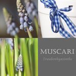 MUSCARI - Traubenhyazinthen