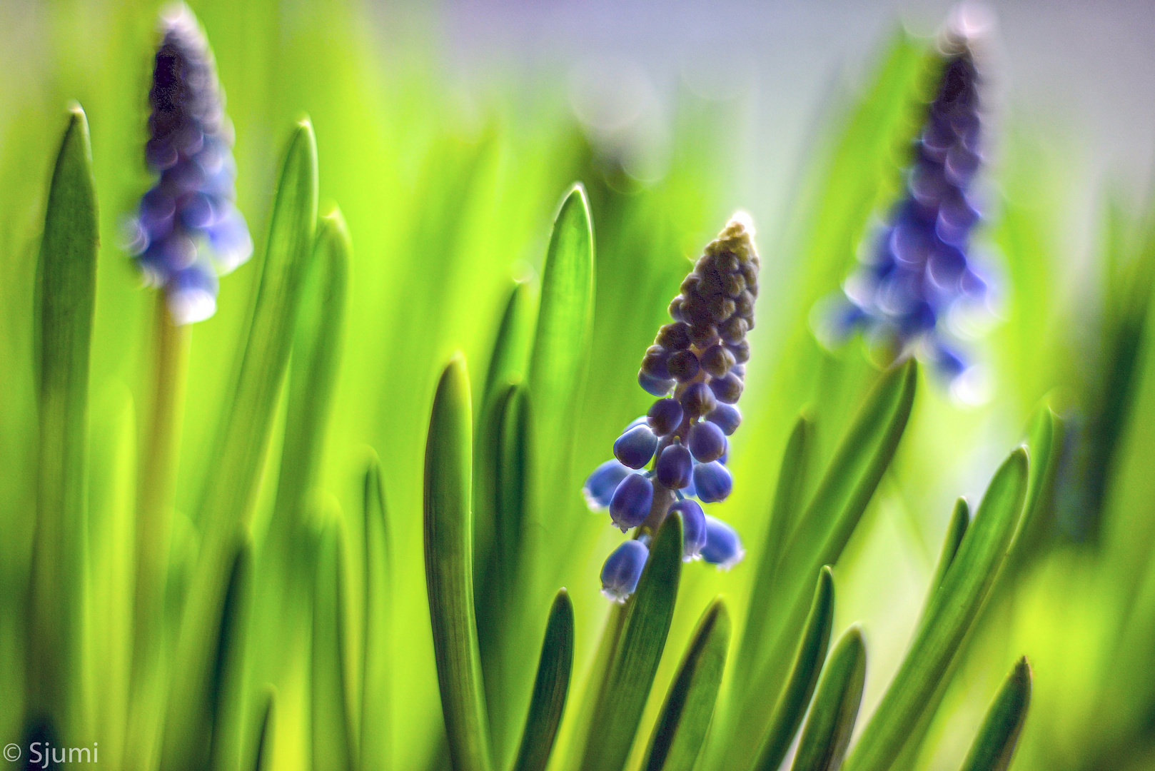 Muscari Trio