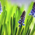 Muscari Trio