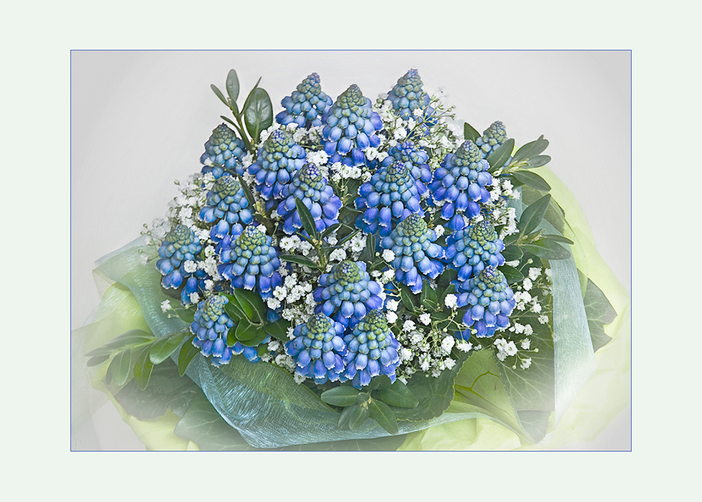 Muscari und Schleierkraut...