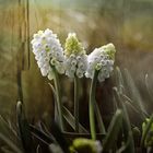 muscari : weiß