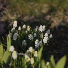 muscari white