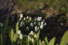 muscari white