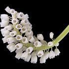 Muscari White