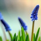 Muscari Zauber