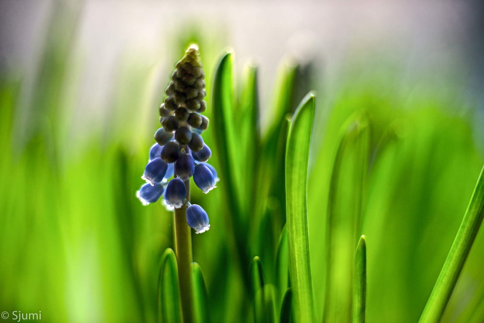 Muscari Zauber