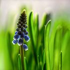 Muscari Zauber