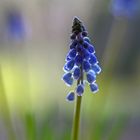 Muscari Zauber