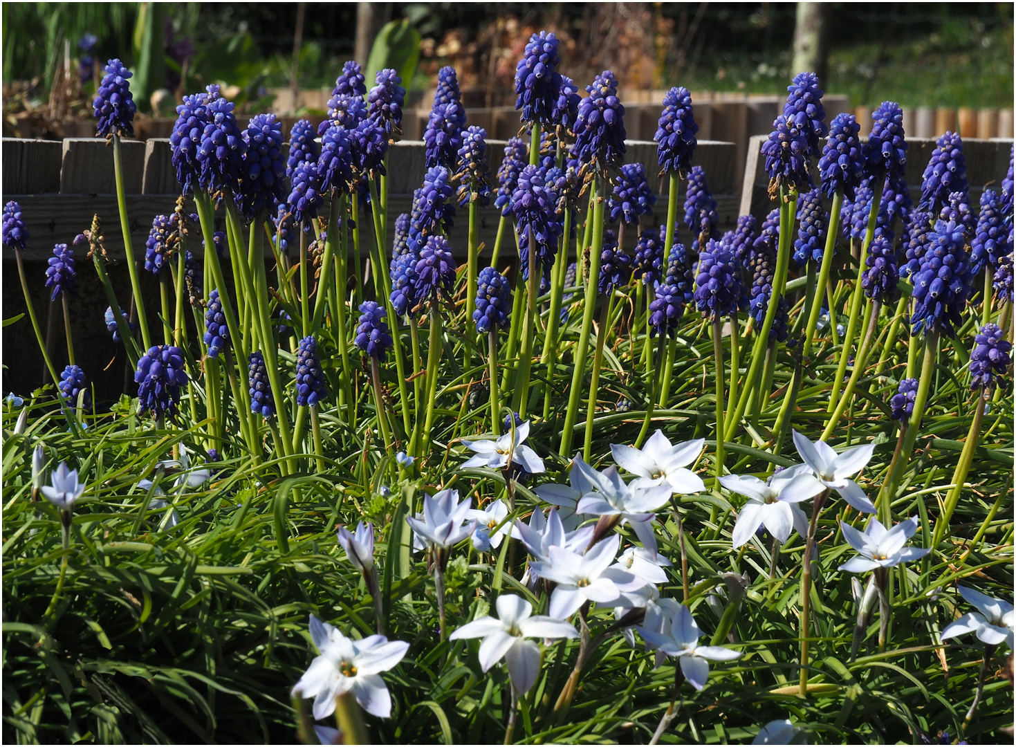 Muscaris et étoiles bleues  (Isotoma fluviatilis) 