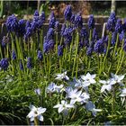 Muscaris et étoiles bleues  (Isotoma fluviatilis) 