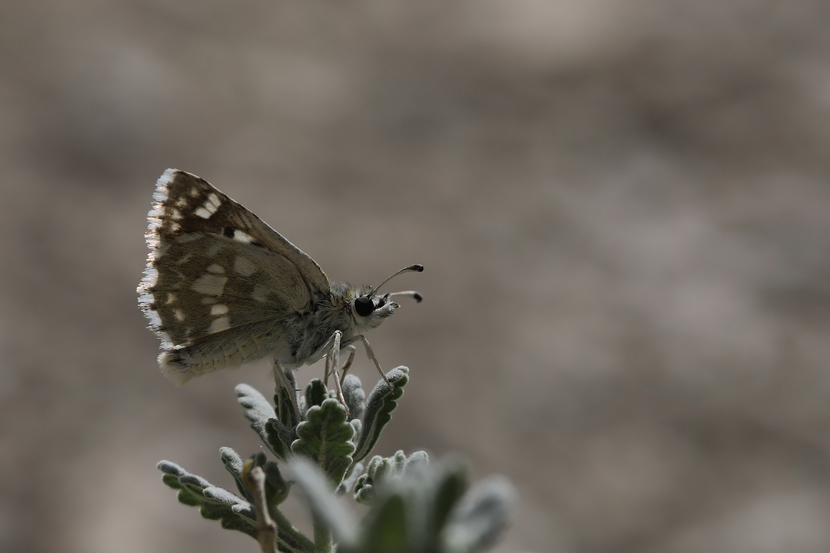 Muschampia plurimacula » Maculated Skipper