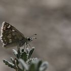 Muschampia plurimacula » Maculated Skipper