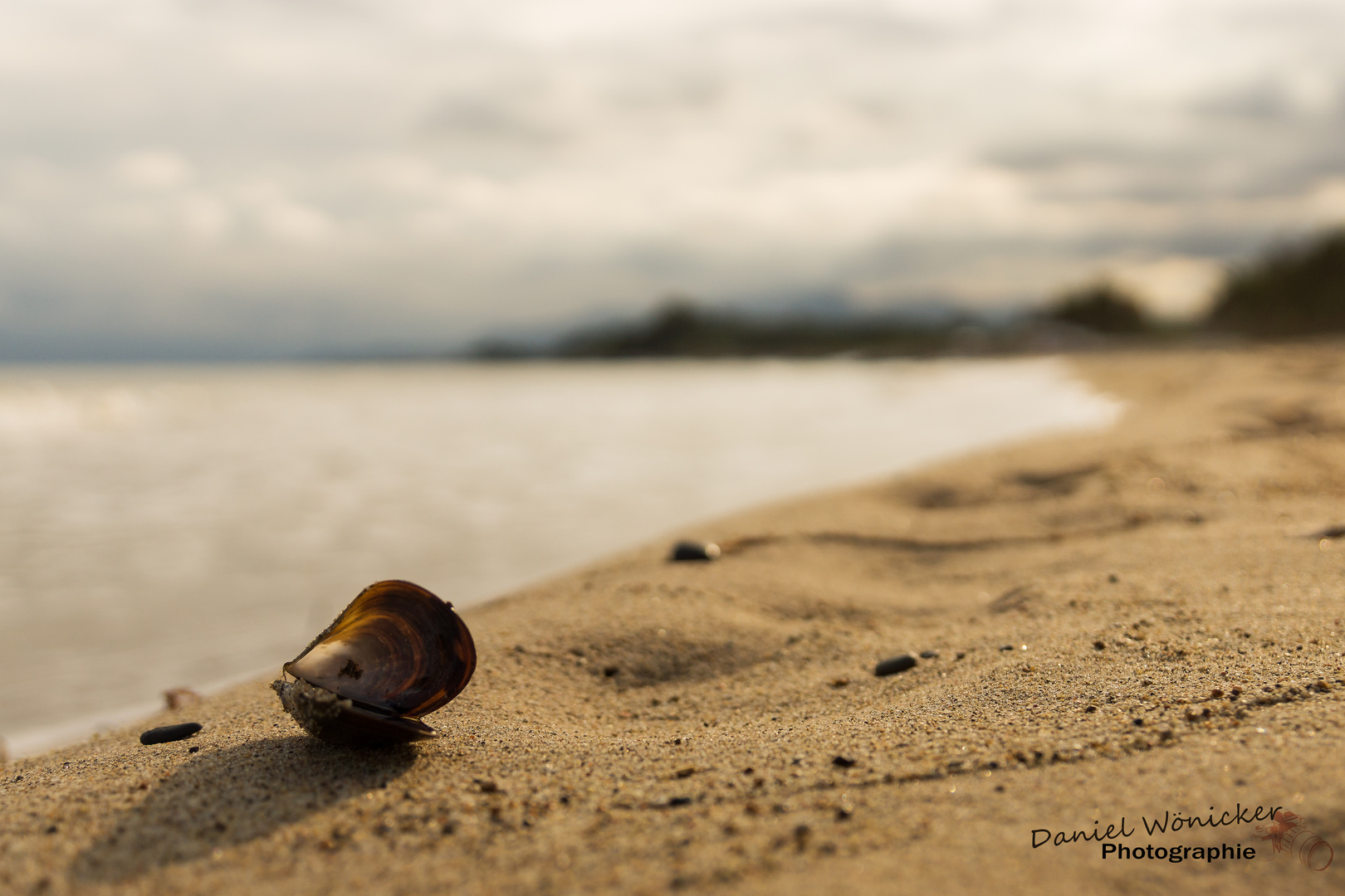 Muschel allein am Meer